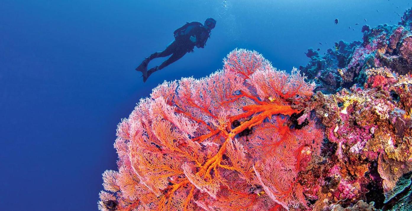 Pristine Paradise Dive Resort Una Una Pulau Unauna Exterior foto
